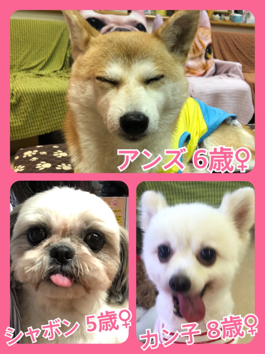 🐾今日の里親様募集中ワンコ🐶メンバーです🐾2019,8,20